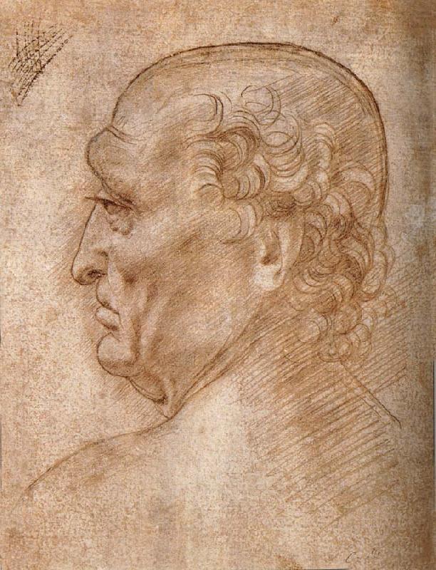LEONARDO da Vinci Master of the Pala Sforzesca, profile of an old man oil painting picture